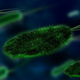 Illustration for article titled Scientists Peer Inside the Disgusting Cloud of Living Things That Surrounds You Daily